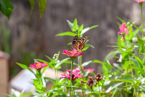 Butterfly on a flower in a garden in the summer.