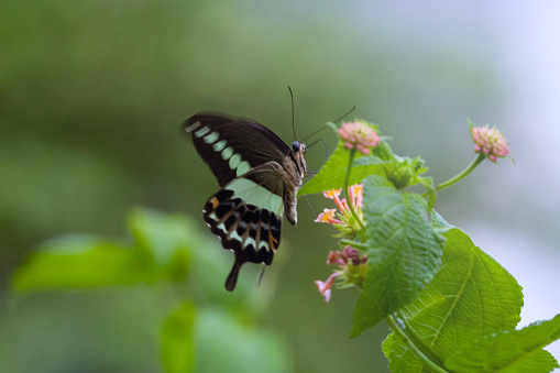 Butterflies in Cuc Phuong National Park, Vietnam