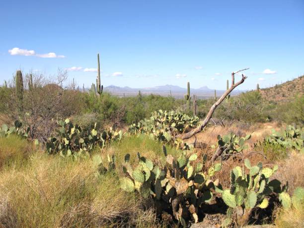 istock Cactus Desert, Saguaro National Park 2083968502