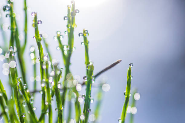 a droplet on the grass in the morning dew