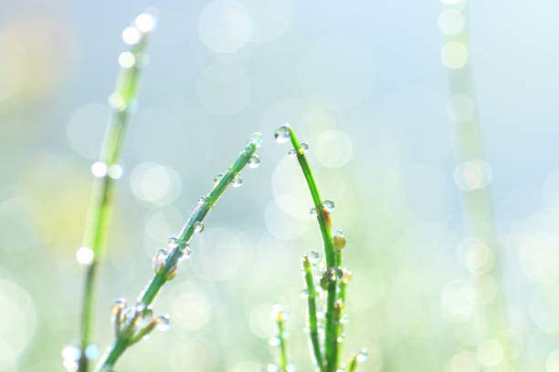 a droplet on the grass in the morning dew