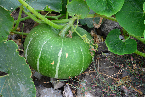 green pumkin with green leaves on the garden bed isolated