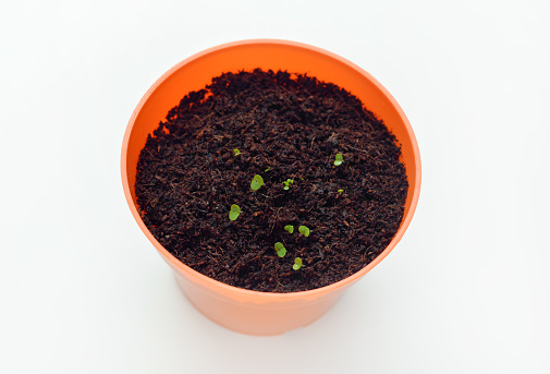 Closeup of seedlings growing in a pot on a white background in the springtime.