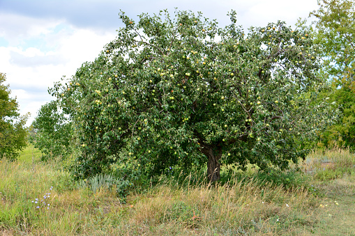 apple tree with apple fruit hanging on the branches