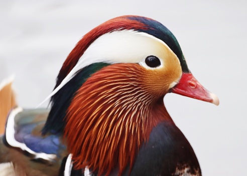 colour portrait of side profile of male Mandarin duck