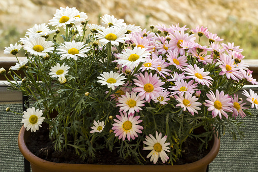 Close-up taken of beautiful two kinds of daisies hanging in a balcony flower pot