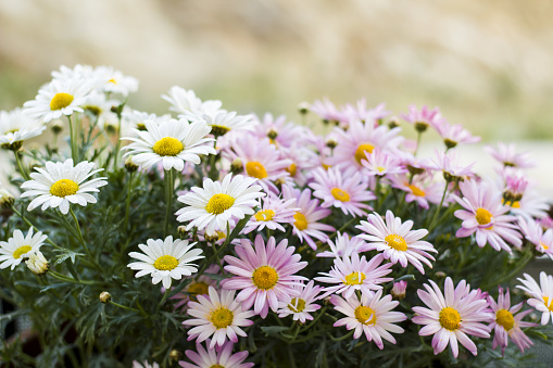 Wild Daisies in a bunch with shallow depth of field