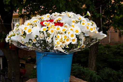 Close-up taken of Fresh,many bouquet of daisy in the blue,plastic bucket at garden.