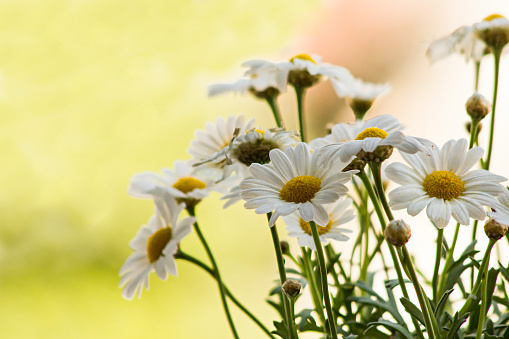 Close-up taken of beautiful,fresh daisies on the blur background with copy space