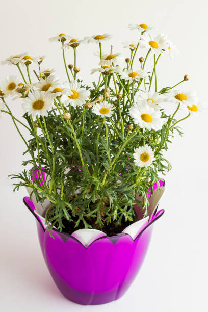 istock Fresh,beautiful daisies in purple pot 2084012019