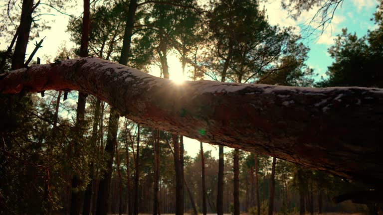 Impressive Giant pine Tree Trunk Found Amidst Dense Forest in front of sun beams lights