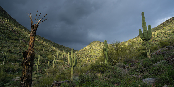 Burgeoning storm rolls into McDowell Mountains on Bell Pass