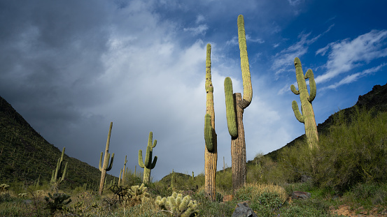 Burgeoning storm rolls into McDowell Mountains on Bell Pass