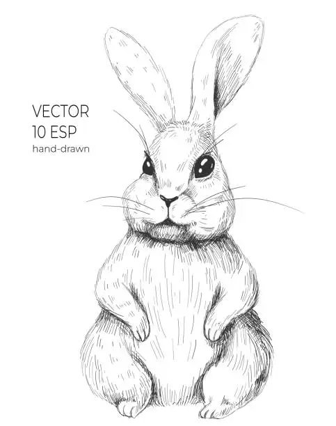 Vector illustration of Cute bunny drawing. Easter rabbit, hare, bunny illustration in black and white