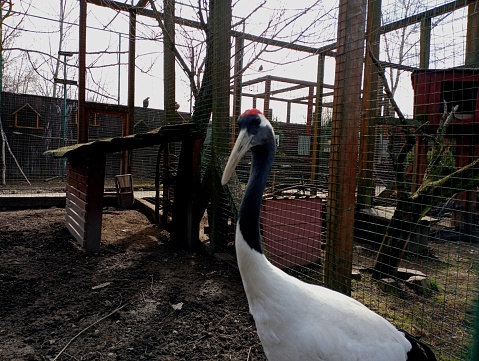 A cage in a zoo with a large Japanese crane on the background of a metal fence made of fine mesh. a beautiful bird with a white body and a black neck and head and a red crest on its long legs.