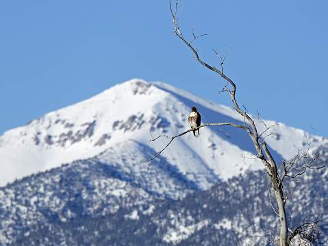 Swainson's Hawk perching in a cottonwood snag in East Central Idaho.