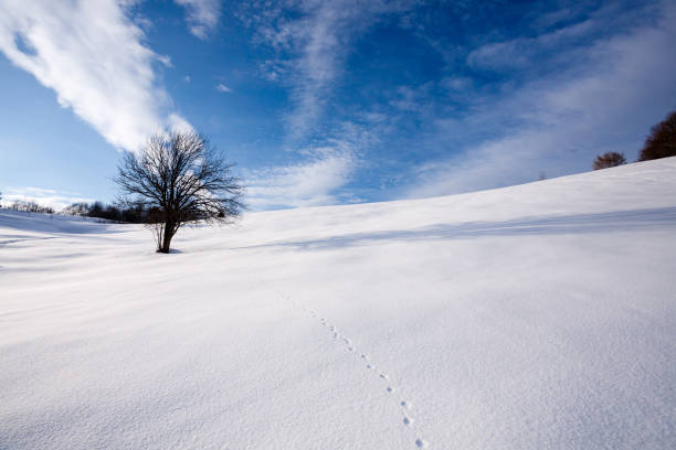 Winter landscape with an isolated tree over a blue sky