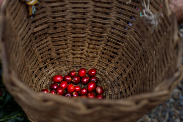 closeup of hand washing ripe coffee for pulping