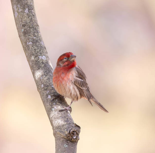 istock House Finch Portrait 2084074054