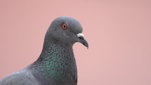 Pigeon closeup Video