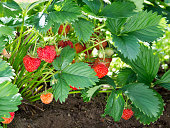 Strawberry plant. Staberry bushes.  .