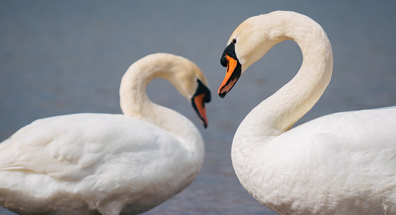 Romantic swan couple in love