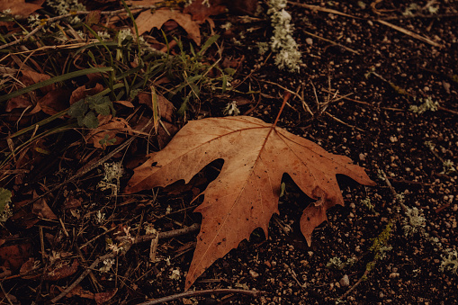 Red leave on the ground in a green background