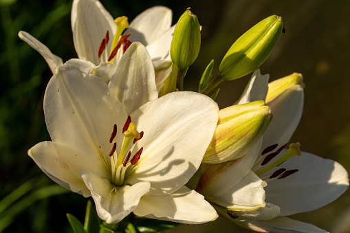 Close-up of a Madonna Lily with lots of pollen