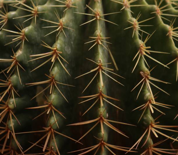 istock Cactus Horns Photography in the Garden While Travelling 2084118751