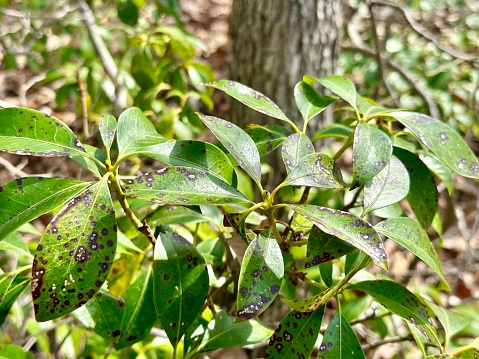 Plant Leaves with Blight Disease