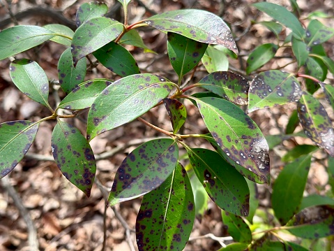 Plant Leaves with Blight Disease