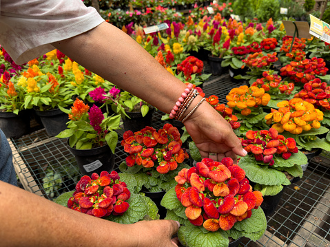 Variety of colorful flowers in a nursery or garden store. A woman is selecting a plant with red and orange flowers for her home or as a gift. Find the perfect flower for your home