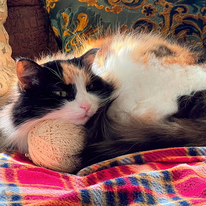 A tricolor cat lies on a ball with threads on a plaid. Domestic Pet conception