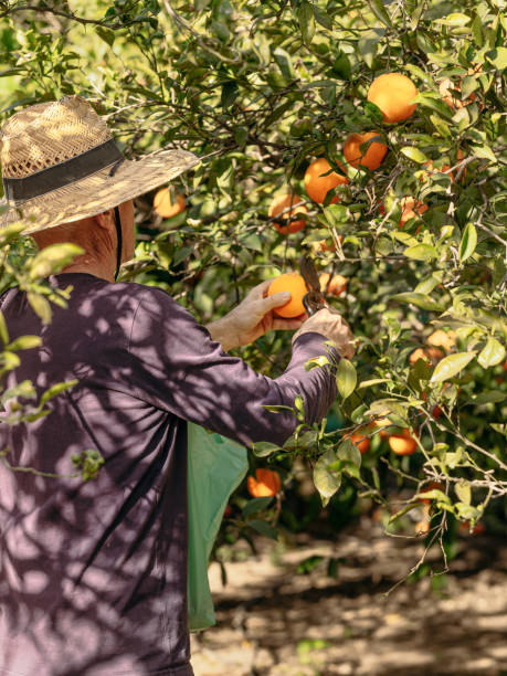 istock Farmer Harvesting Fresh Oranges in Sunny Orchard 2084128278