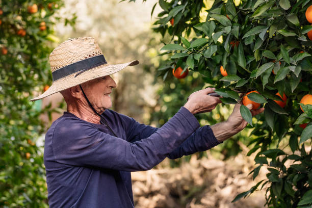 istock Farmer Harvesting Fresh Oranges in Sunny Orchard 2084128289