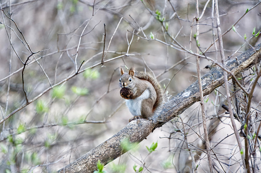 Eastern Grey Squirrel on a tree branch