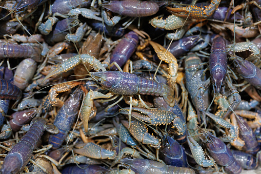 Colorful live crayfish for sale at the farmer's market