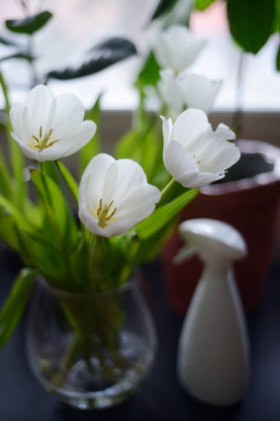 istock white tulips, water sprayer and indoor plants 2084160524