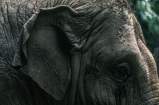 Crisp, high detail shot of the side of an elephant's head, showing dirt, wrinkles, a meditative look