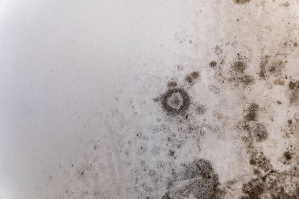A close-up of a white wall affected by black spots of fungus. Wet and damp wall with black spots of fungus A close-up of a white wall affected by black spots of fungus. Wet and damp wall with black spots of fungus. mildew stock pictures, royalty-free photos & images