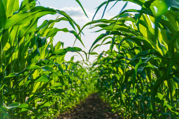 istock Corn field. Beautiful green leaves of corn. Corn leaves with blurred background 2084160737