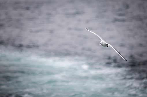 Flying seagull on Marmara sea - Istanbul / Turkey.