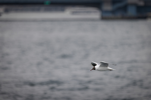 Flying seagull on Marmara sea - Istanbul / Turkey.