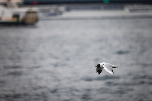 Flying seagull on Marmara sea - Istanbul / Turkey.