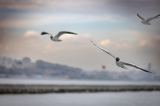 Flying seagull on Marmara sea - Istanbul / Turkey.