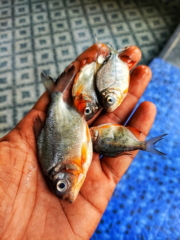 Steamed Tilapia Fish - Bangkok Street Food.