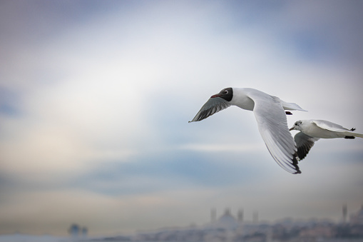 Seagull is flying with Istanbul cityscape background.