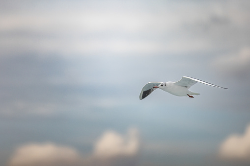 Flying seagull with blue sky background.\nIstanbul - Turkey.