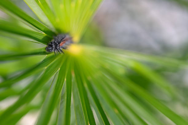 Spiny elm caterpillar on a fan palm plant