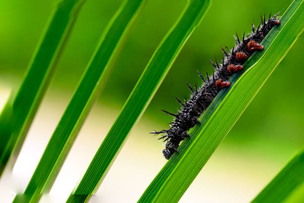Spiny elm caterpillar on a fan palm plant